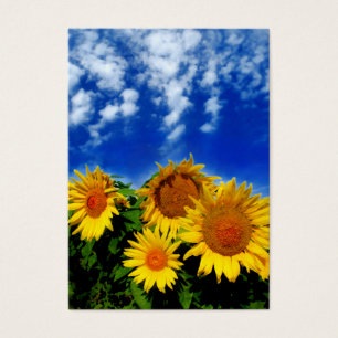 Sky and bloom, profile cards