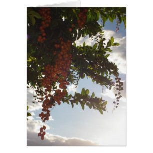 Sky berries