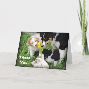 Sky Blue Aussies Thank You Card