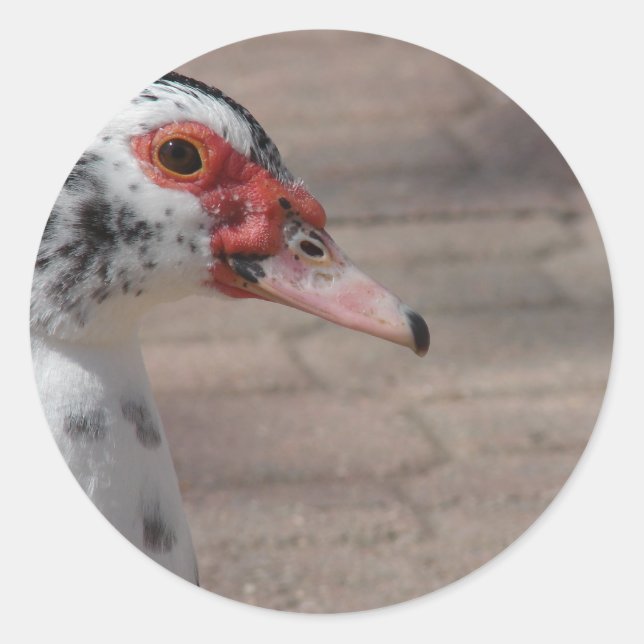 Sky Classic Round Sticker (Front)