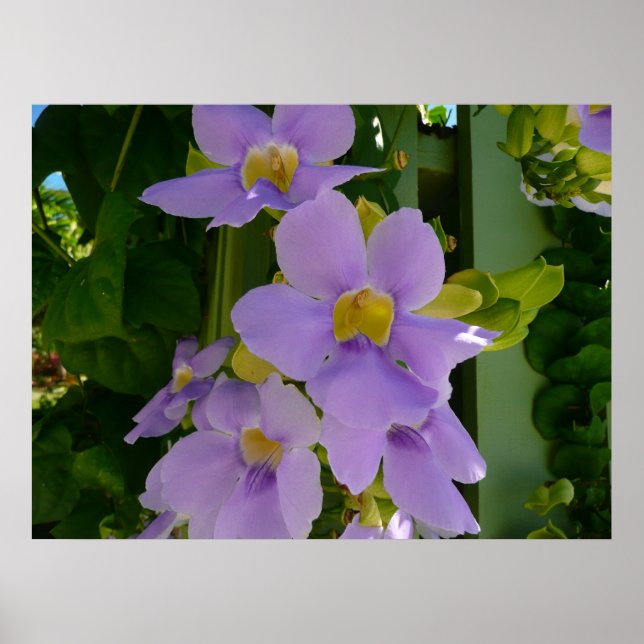 Sky Flower Vine Tropical Purple Floral Poster (Front)