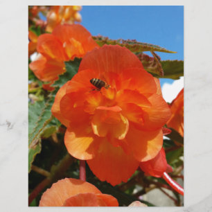 sky, flowers and bee