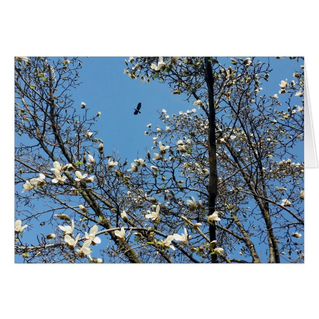 sky in spring (Front Horizontal)