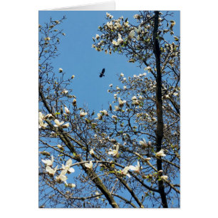 sky in spring