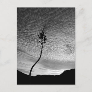 Sky Landscape Postcard