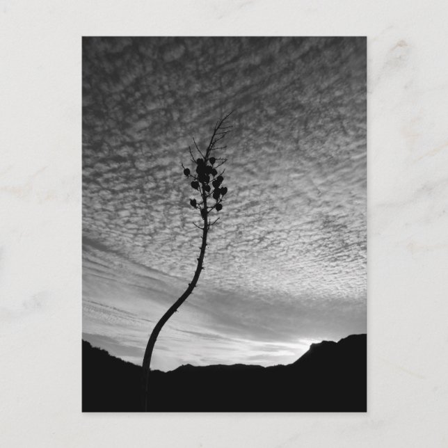 Sky Landscape Postcard (Front)