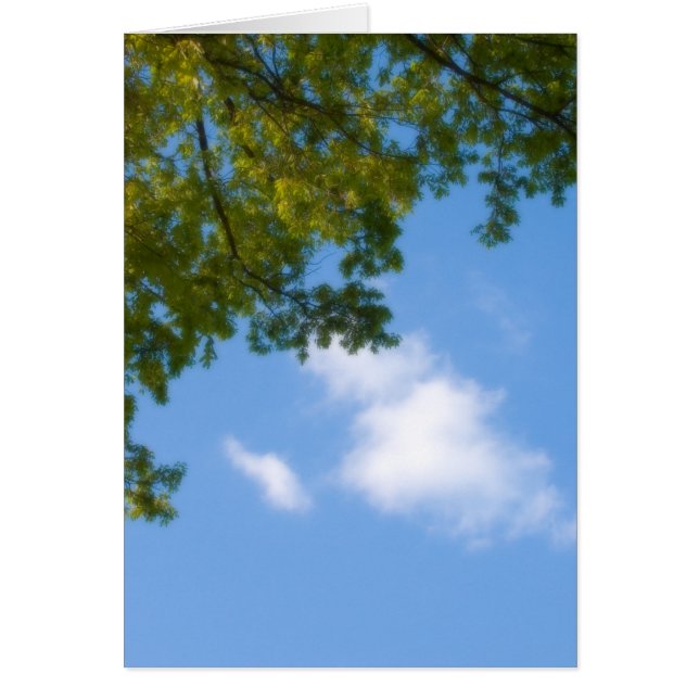 sky view with tree top (Front)