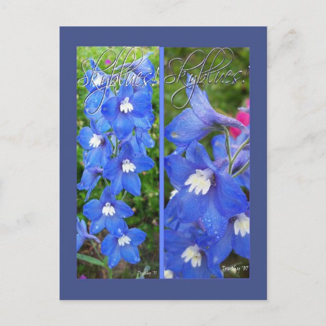 SKYBLUES BOOKMARKS POSTCARD (Front)