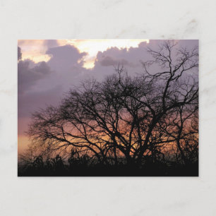 Skyscape Branches Postcard