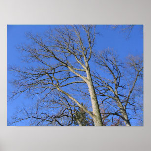 Skyward Branches Poster