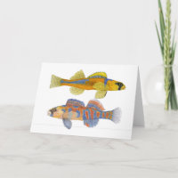Slackwater & Orange-Throated Darters