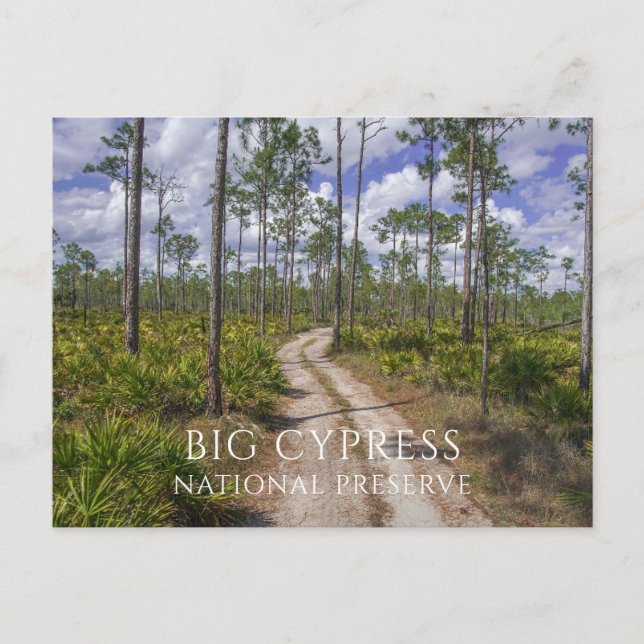 Slash Pine Forest, Saw Palmettos, Big Cypress NP Postcard (Front)