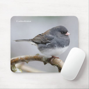 Slate-Coloured Dark-Eyed Junco on the Pear Tree Mouse Pad