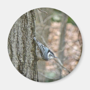 Slate Grey Nuthatch Songbird Coordinated Items Magnet