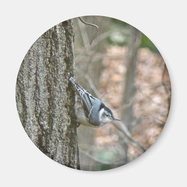 Slate Grey Nuthatch Songbird Coordinated Items Magnet (Front)