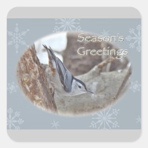Slate Grey Nuthatch Songbird Seasons Greetings Square Sticker
