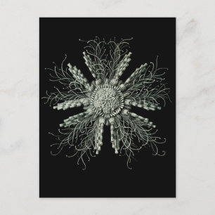Slate Pencil Urchin Postcard