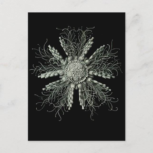 Slate Pencil Urchin Postcard (Front)