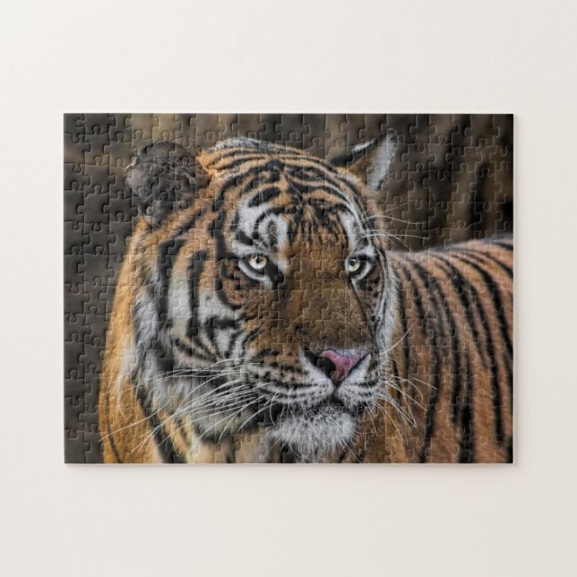 Sleek Tiger Wildcat Face Jigsaw Puzzle (Horizontal)