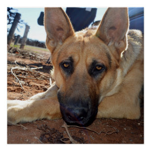 Sleep Entitlement: Sleepy Eyes Young Alsatian,  Poster