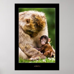 Sleep little baby monkey poster