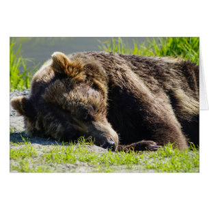 Sleeping Alaska Grizzly Bear