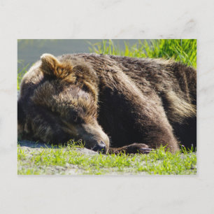 Sleeping Alaska Grizzly Bear Postcard