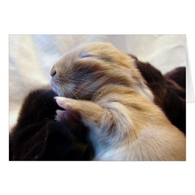 Sleeping Baby Bunny (Front Horizontal)