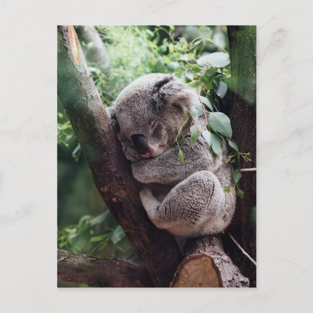 Sleeping Baby Koala Postcard (Front)