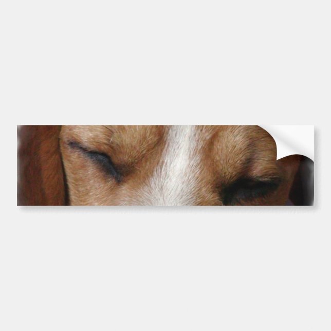 Sleeping Beagle Bumper Sticker (Front)