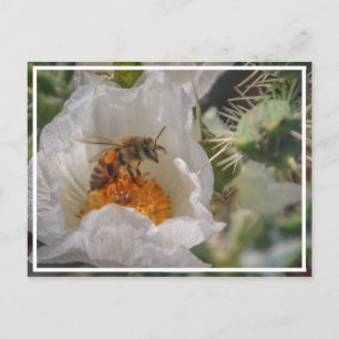 Sleeping Bee Postcard