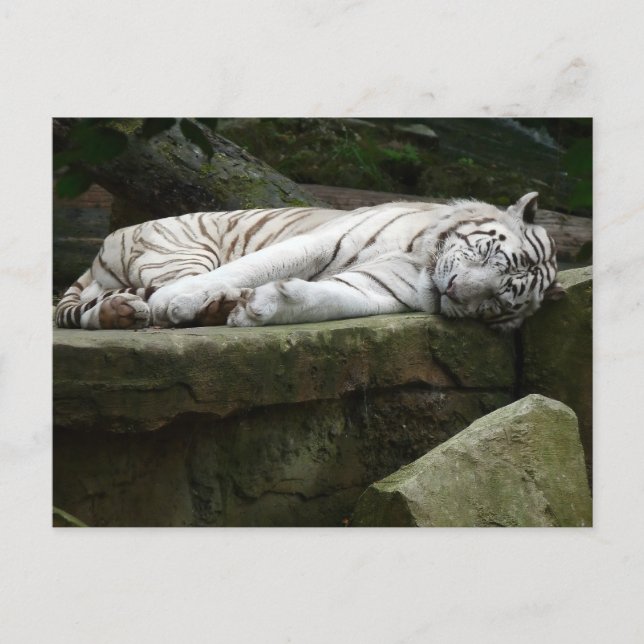 Sleeping Bengal White Tiger Photography Postcard (Front)