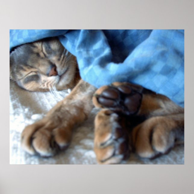Sleeping Blue Aby Cat in Blue Poster (Front)