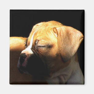 Sleeping boxer puppy magnet