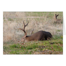 Sleeping Buck/Wake Me For the Cake