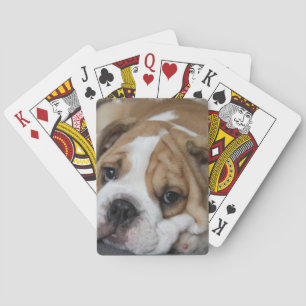 Sleeping Bulldog Deck of Cards