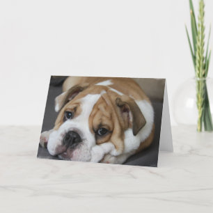 Sleeping Bulldog Greeting Card