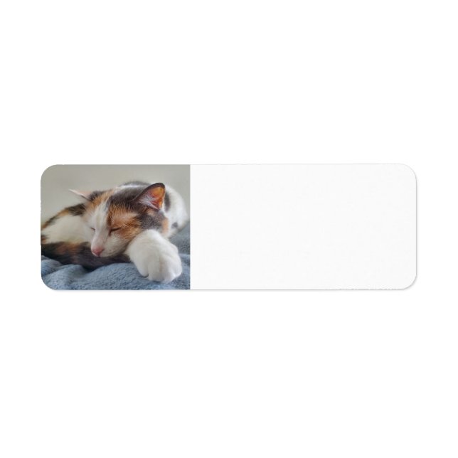Sleeping Calico cat (Front)