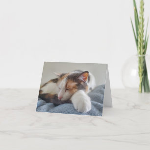 Sleeping calico cat card