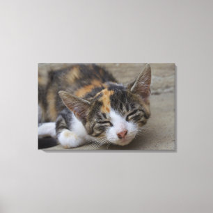 Sleeping Calico Kitten Canvas Print