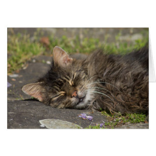 Sleeping Cat