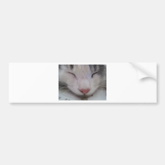 Sleeping Cat Bumper Sticker