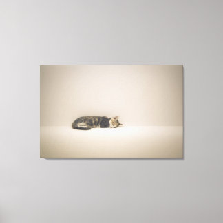 Sleeping cat canvas print