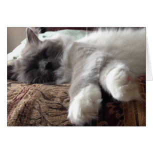Sleeping Cat, card