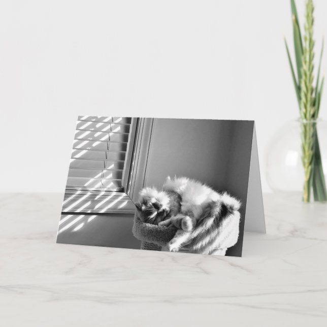 Sleeping Cat, card (Front)