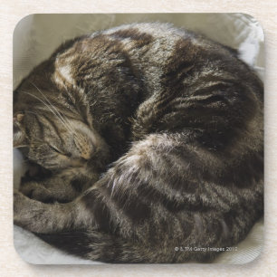 Sleeping cat coaster