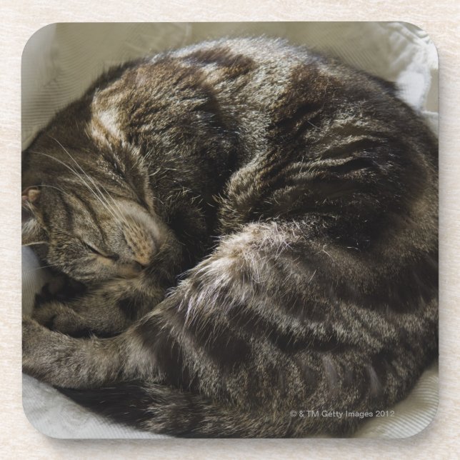 Sleeping cat coaster (Front)