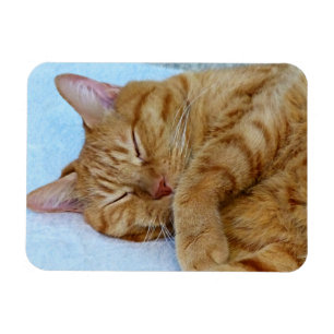 Sleeping Cat Magnet