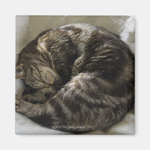 Sleeping cat magnet