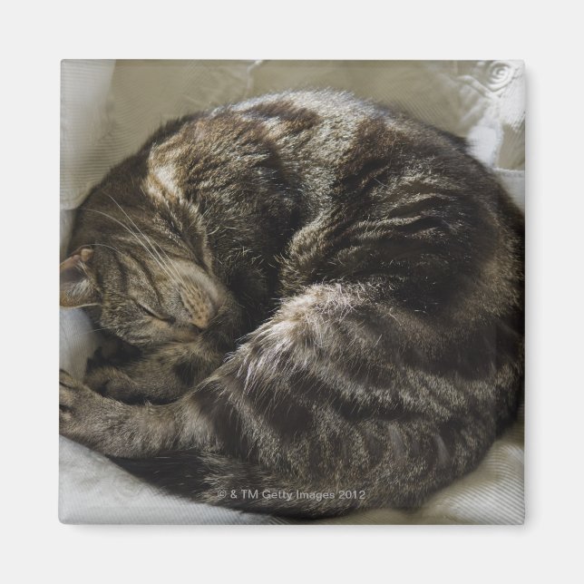 Sleeping cat magnet (Front)